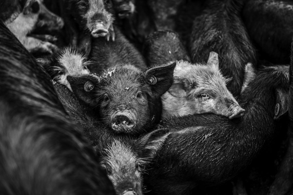 Immersion artisan charcutier corse cochon élevage maquis tradition patrimoine France – Corsican pig farming artisan immersive charcuterie tradition photographer – Inmersión artesano charcutero corso cerdo cría maquis tradición patrimonio © Audrey Versini